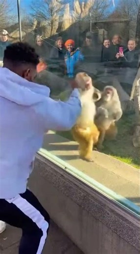 Two Monkeys Shadow Box Harder Than the Human 😂🐒🐒🥊