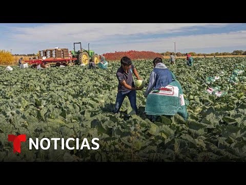 Desde que Trump regresó, 1.2 millones de trabajadores inmigrantes se han ido | Noticias Telemundo