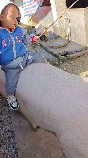 17K views · 98 reactions | 3 Ways to Raise Pigs for BIG Farmhouse...