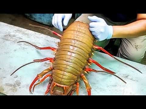 New Species So Bizarre Scientists Can’t Explain Them