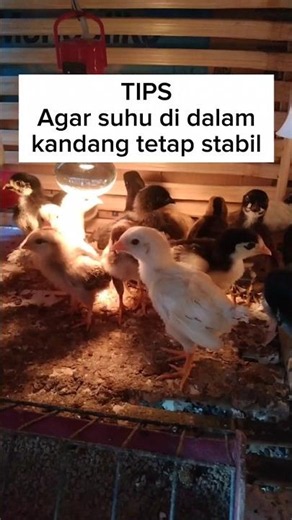Tips agar suhu di dalam kandang DOC tetap hangat dan stabil