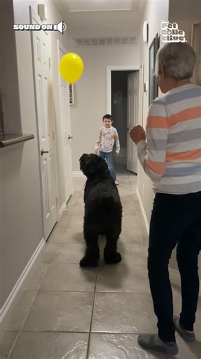 622K views · 4.7K reactions | There's nothing quite like playing with your best friend!  | The Pet Collective | Facebook