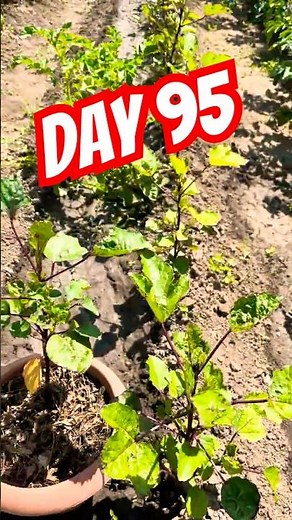 Hibiscus 🌺 Day 95 | Growing Red Roselle from seed | Jamaican Sorrel #tea #