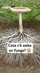 Cosa c’è sotto un fungo? 🍄 La risposta è incredibile