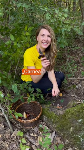 Fistulina hepatica (Limba boului) - “vită vegană” V-ați întâlnit vreodată în pădure cu o ciupercă ce seamănă mai degrabă cu o bucată de carne crudă? Ei bine, asta e Fistulina hepatica – cunoscută ca limba boului, păstrăvul roșu de stejar sau ficatul de bou. Este o ciupercă ușor de recunoscut, dacă știi la ce să fii atent: 📍 Crește aproape exclusiv pe stejari și castani, mai ales pe trunchiurile bătrâne sau chiar pe rădăcini. 📍 Are o formă cărnoasă, masivă, roșiatică, cu suprafață umedă și luci