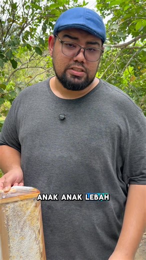 Perbezaan honey comb dan brood comb | OLD BEE