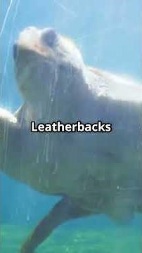 Why Do Leatherback Sea Turtles Eat Jellyfish!