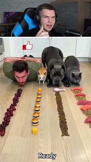 GUESS: Human, Dog or Cat?!😳🐶🐱 #shorts #challenge #food #animals #dog #cat #joke