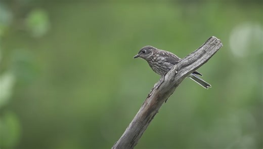 Check Out This Amazing DIY Pond for Filming Wildlife
