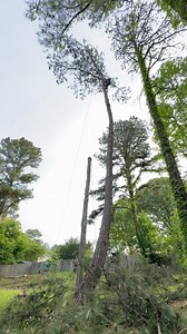 2.3K views · 462 reactions | Tree Service & Lot Clearing Project Lawrenceville, GA . ️Call us right now and get a #freeestimate ☎️(678) 457-3487 ✅ Fully Insured ✅licensed . . . #trees #treeremoval #treework #arborist #tree #stihl #stumpgrinding #treecare #landscaping #treetrimming #usa #georgia | Jireh Tree Services & Landscaping | Facebook