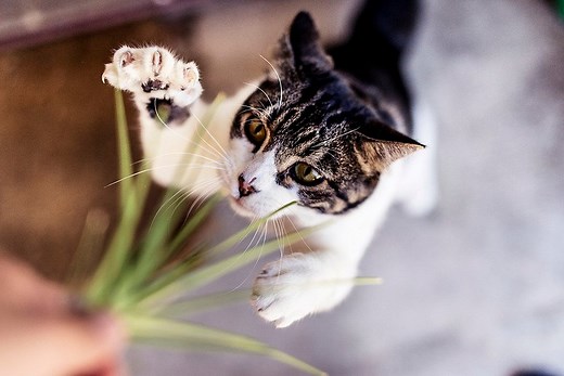 Why Are Veterinarians Still Declawing Cats? - Petful