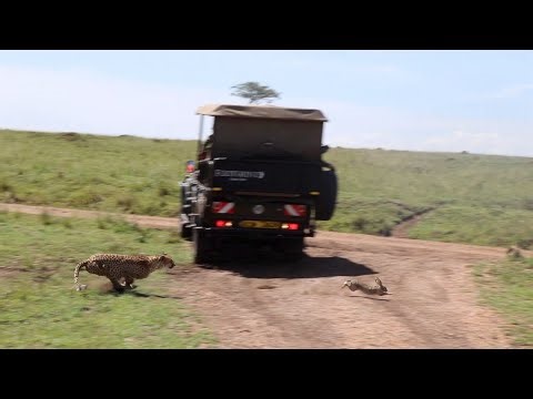Cheetah brother hunting a hare and refusing to share (full footage)