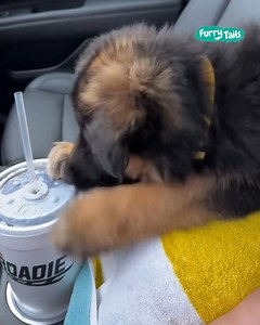 405K views · 7.6K reactions | The way he sulks when he doesn't get his way 藍 | Furry Tails | Facebook