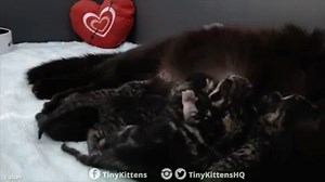 53K views · 5.6K reactions | Ramona's kittens are barely hours old, and they are already ferocious milkbar whappers. The fierce is strong with this bunch! Fall in love with them on our 24/7 rescue livestream: TinyKittens.com/live We have two more feral catermelons from Ramona's feral colony about to give birth for the last time, so there is still much to come...  | Tinykittens | Facebook