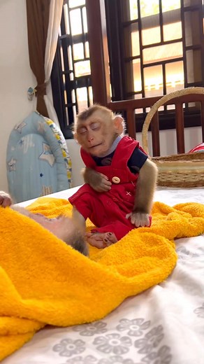 Monkey Bryan is so sleepy 😴😴 #monkey #cute #animals #AnimalLovers #babymonkey | Monkey Icy