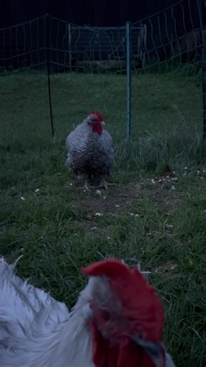 I was trying to get Bruce content but Bill had other ideas 😂 …yes I have now named the Orps, looks like they’re staying, oops! | Home Farm Walton