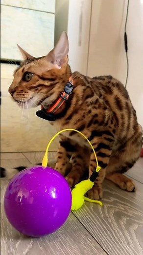 Bengal Cat Wants to Play With Toys 🐾 | Funny Cat Video for Kids