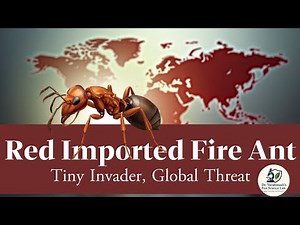 The Red Imported Fire Ant: Tiny Invader, Global Threat