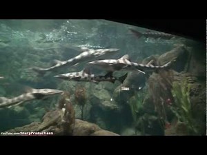 World of the Sea Aquarium at SeaWorld San Diego