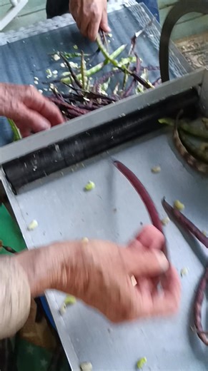 So this how the pea sheller works that was sitting on the front porch! We've been using that every year since I was a kid. | Jon Pullen