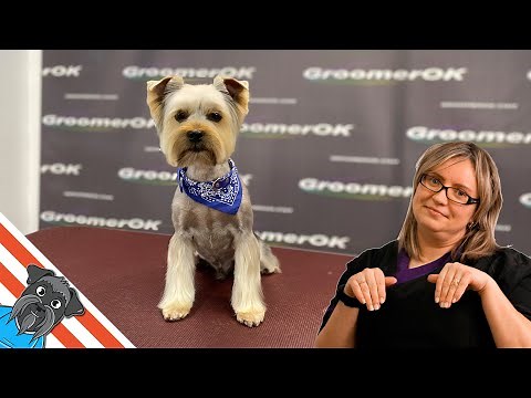 Yorkshire terrier - Grooming yorkie head