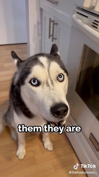 Husky Babysitter - Fun Facts About Huskies