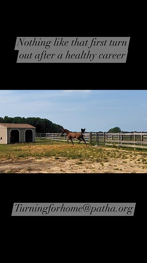 1.1K views · 20 reactions | Fill out an adoption form | Turning For Home | Facebook