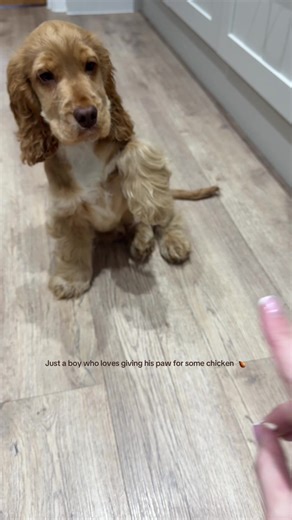 Show Cocker Spaniel's Adorable Chicken Paw Trick