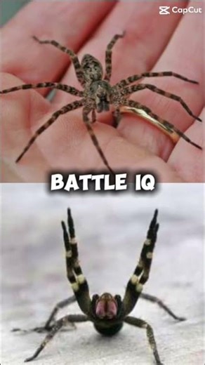 Fishing spider vs wandering spider