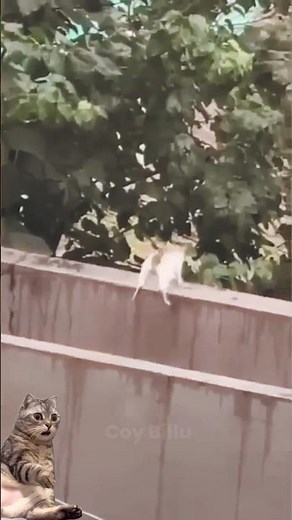 Cats vs Gravity: Epic Jump FAILS Compilation! 😹 #CatFails #FunnyPets