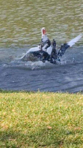 Violence in Summerwood today | James Robinson