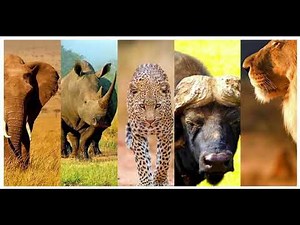 What are the big five Animals? Lions🦁, leopards🐆, elephants🐘, African buffalo🐃, and rhinoceroses🦏.