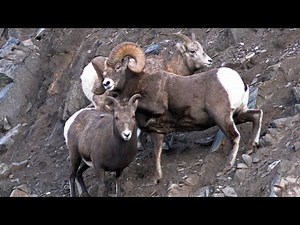 Bighorn Rut Cautious Mountainside Mating