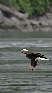 3.7M views · 86K reactions | Flying in at full speed, adjusting each feather mid-flight, shoulders back, tail out… the matriarch of the sky cuts through the wind like she owns it. A feathered feat of natural wonder so skilled no other matches her prowess. She blasts past a fresh-fish vortex in the ocean with the precision of a creature who’s done this a thousand times before.And make no mistake… she has. | Mark Smith Photography | Facebook