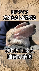 The cute animal God created for fun: the long-eared jerboa