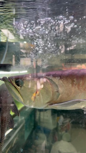 ❤️ #arowana #aquarium #fishkeeping #aquascape #viral #fishshorts #trending #guppyfish #breeding #yt