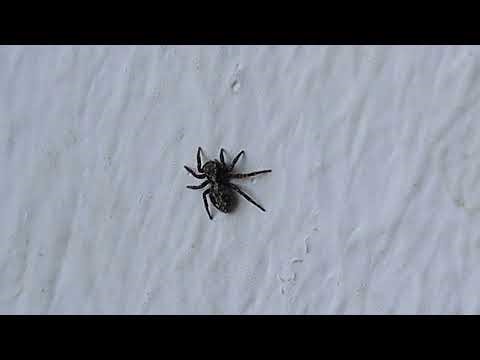 A spider on a wall, normal view and digital zoom (insect video)