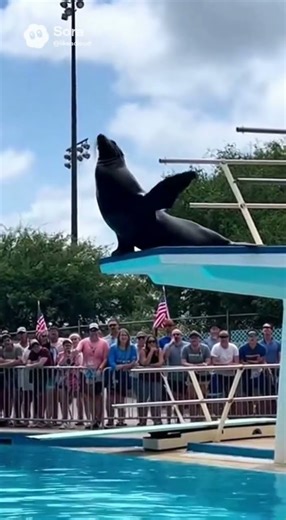 Seal Shows Off on the Diving Board! #seal #diving #shorts