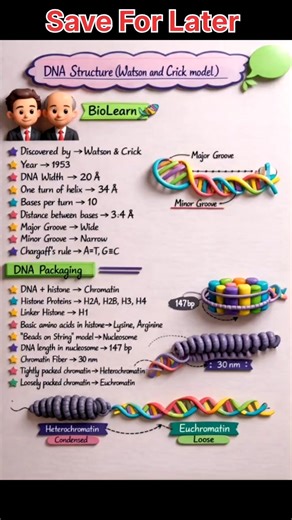 DNA Structure 😎 Watson and Crick Model 📖 #neetaspirents #biology #medical #exam