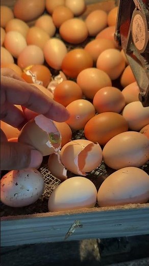 Don't forget to remove hatched eggs