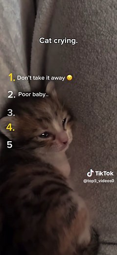 Why Is My Cat Crying? Understanding Feline Emotions