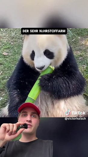 Pandas: Überleben trotz Nachteilen | Artenschutz
