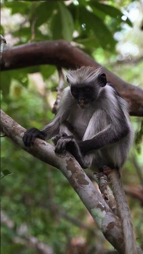 Some monkeys use tools like rocks and sticks!