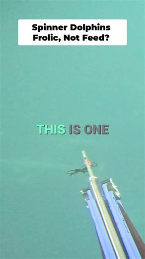 Diver Jake has the underwater encounter of a lifetime! Witnessing spinner dolphins play is pure magic. #Diving #Dolphins #Underwater #OceanLife #TunaDiving