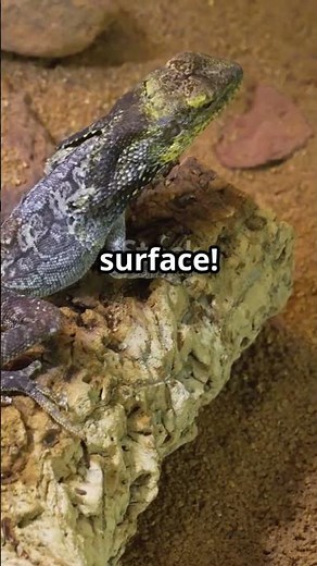 This Lizard Runs on Water! 🦎💦 (No Joke)