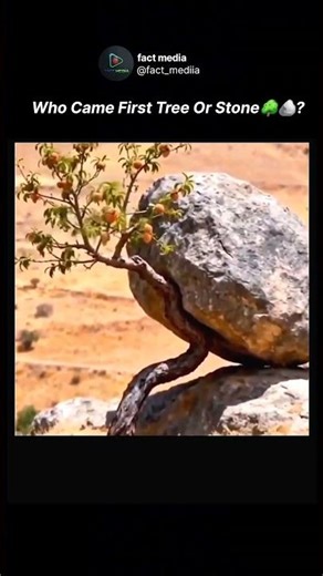 Who Came First Tree Or Stone?🤯 | Mystery Tree Vs Stone🌳🪨