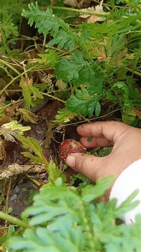 #garden #berkebun #nature #gardening #farming #fruit #liziqi #satisfying #plants