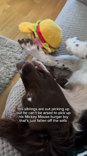 His face 😂💀 #spaniel#springerspaniel#crazydog#funnydog#dogsbeingbasic#dogsbeingcute#cutedog#doglovers#springerspanielsofinstagram#dogownerlife#dogownerlife | Jinky Springer Spaniel