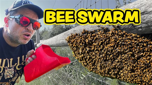 What I've learned from my epic failures in beekeeping