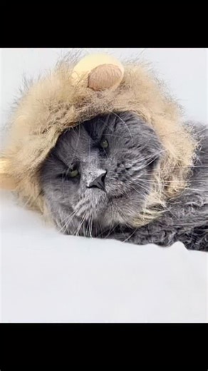 The cat, the myth, the legend…. Dos Equis 🍺 (dad to our current top shelf male Cuba Libre) wishing everyone a Happy Halloween 🎃 #mitchacoontails #mainecoon #mainecoonkittens #cutecats #trendingcats #mainecoonsofinstagram #bluesilvertabbymainecoon #polydactylcat #kittycat #texasmainecoons #kittenmainecoon #catlife #catpic #mainecooncattery #cats #catreels #polydactylmainecoon #mainecooncat #mainecoonbreeder #catmemes #kittens | Mitcha Coontails - Crafting European Maine Coon Kittens in Texas